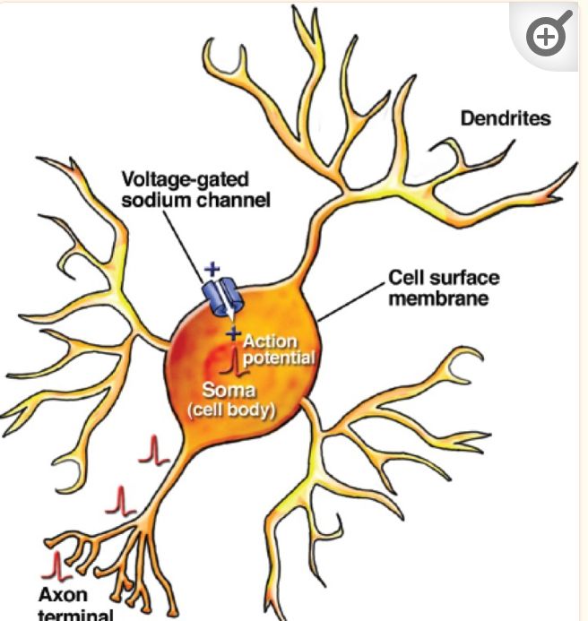 dendrites